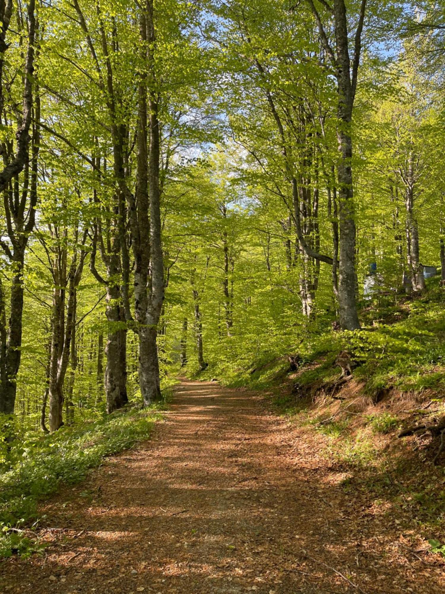 Bed and Breakfast Honey Valley Белашница Экстерьер фото